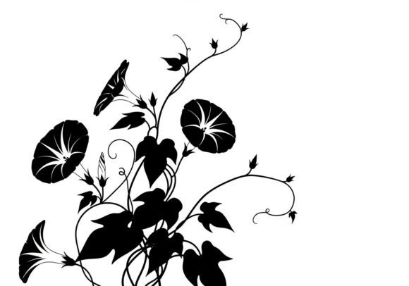 Black Silhouette of Morning Glory Flower: A Practical Asset for Designers